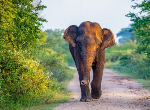 Udawalawe