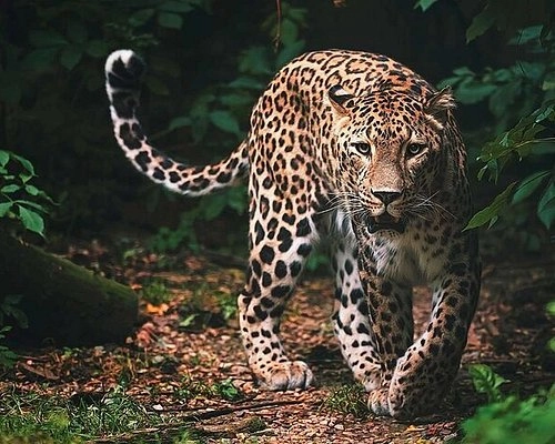Wilpattu